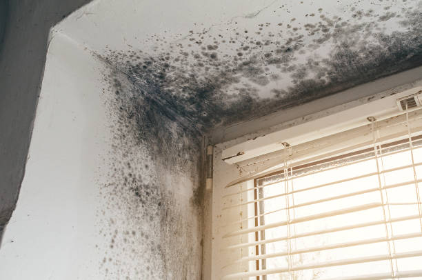 Affordable Mold Cleanup solutions in Phoenix, NY